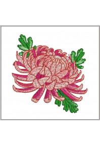 Plf046 - 4 X 4 Chrysanthemum